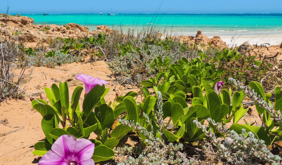 Turquoise Bay, Exmouth, WA