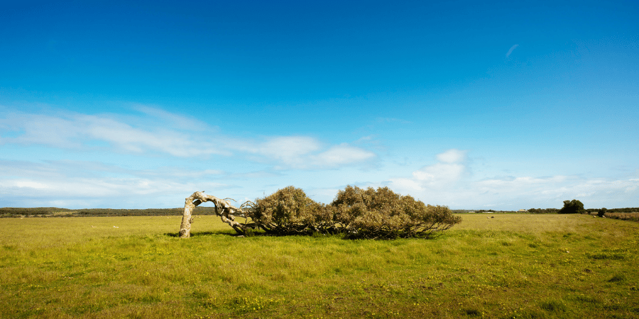 Leaning tree in Geraldton
