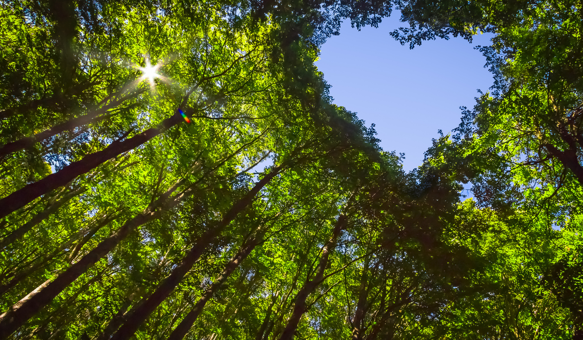Combating climate change :: 6 easy things you can do today